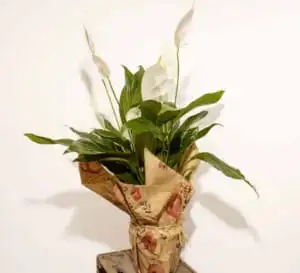 Spathiphyllum