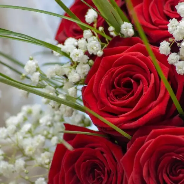 zoom roses rouges