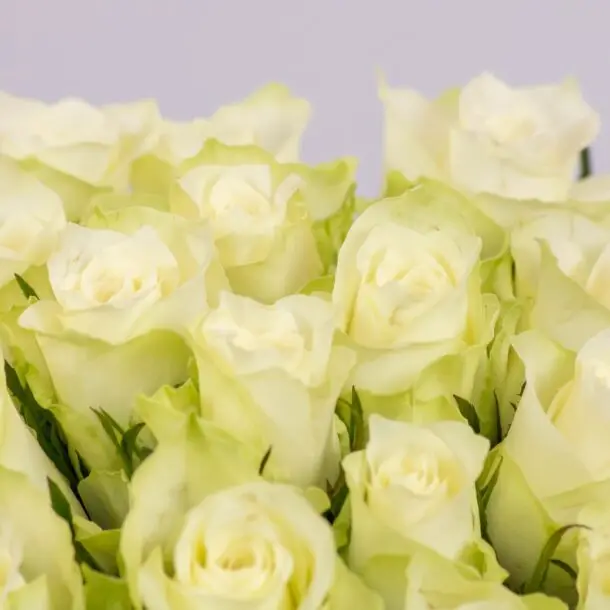 zoom roses blanches