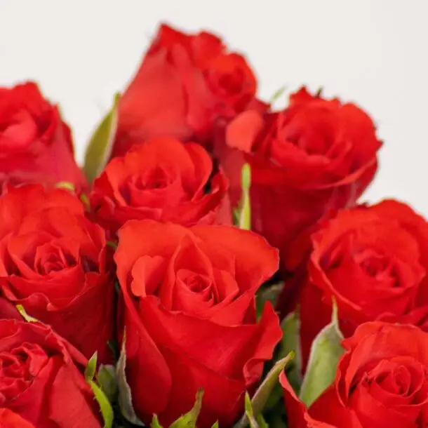 zoom roses rouges