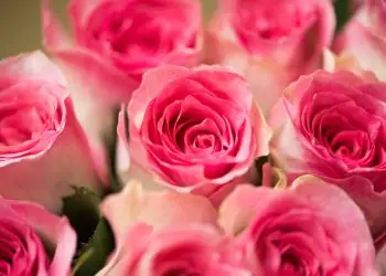 bouquet de roses : une attention romantique