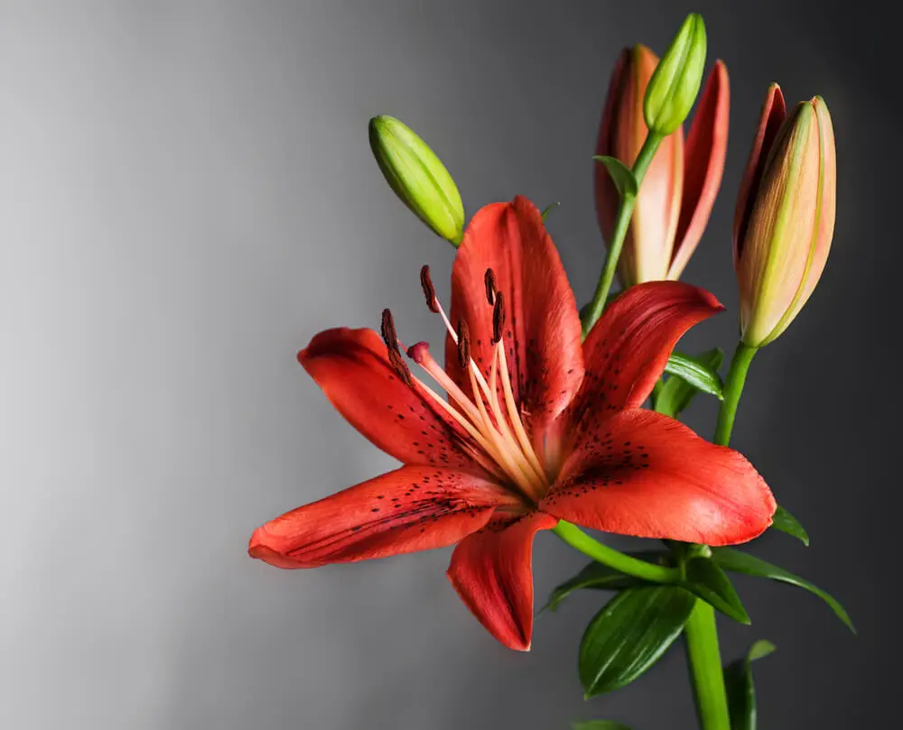 Fleurs de lys origine et signification La bouquetterie