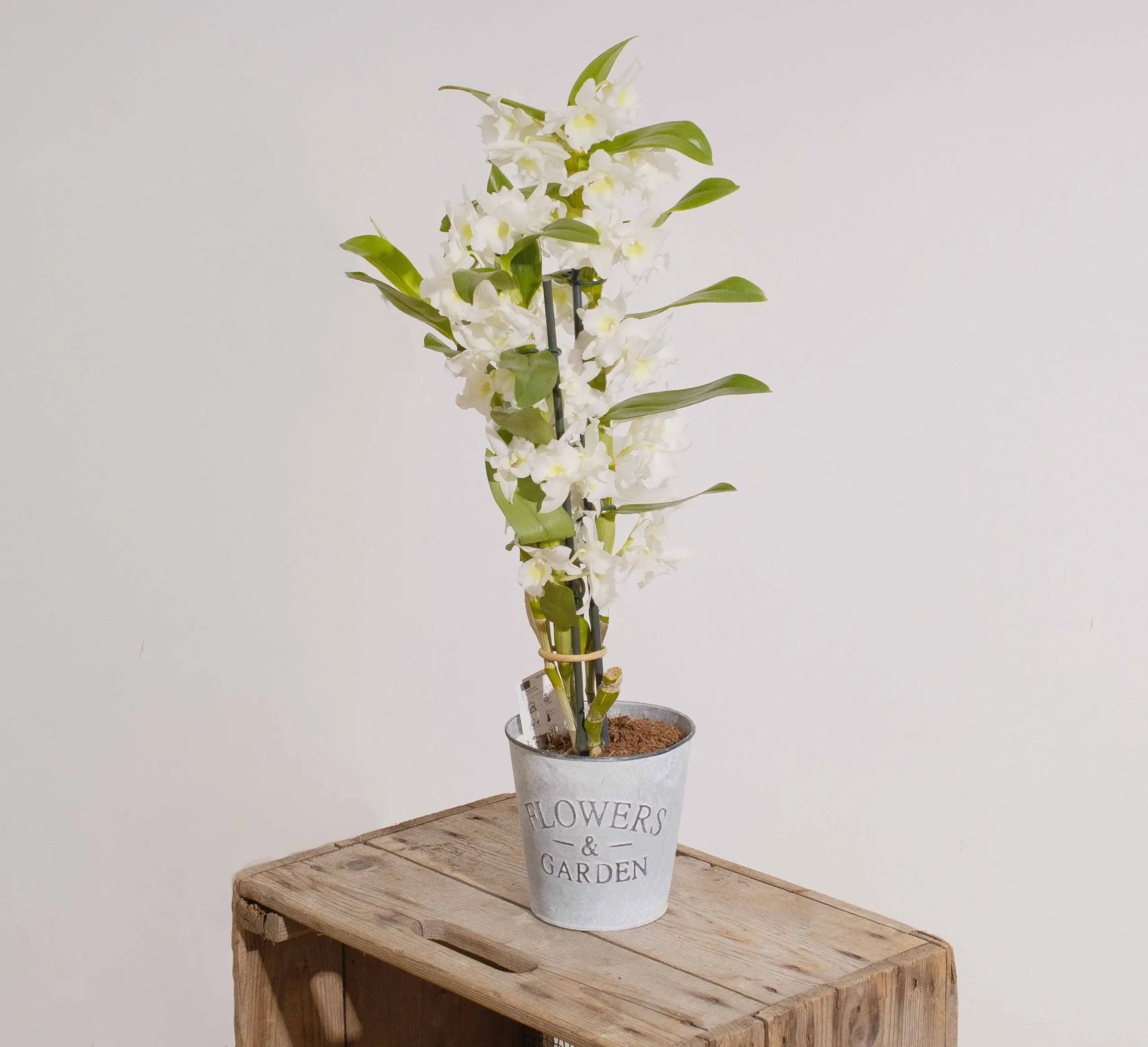 Dendrobium