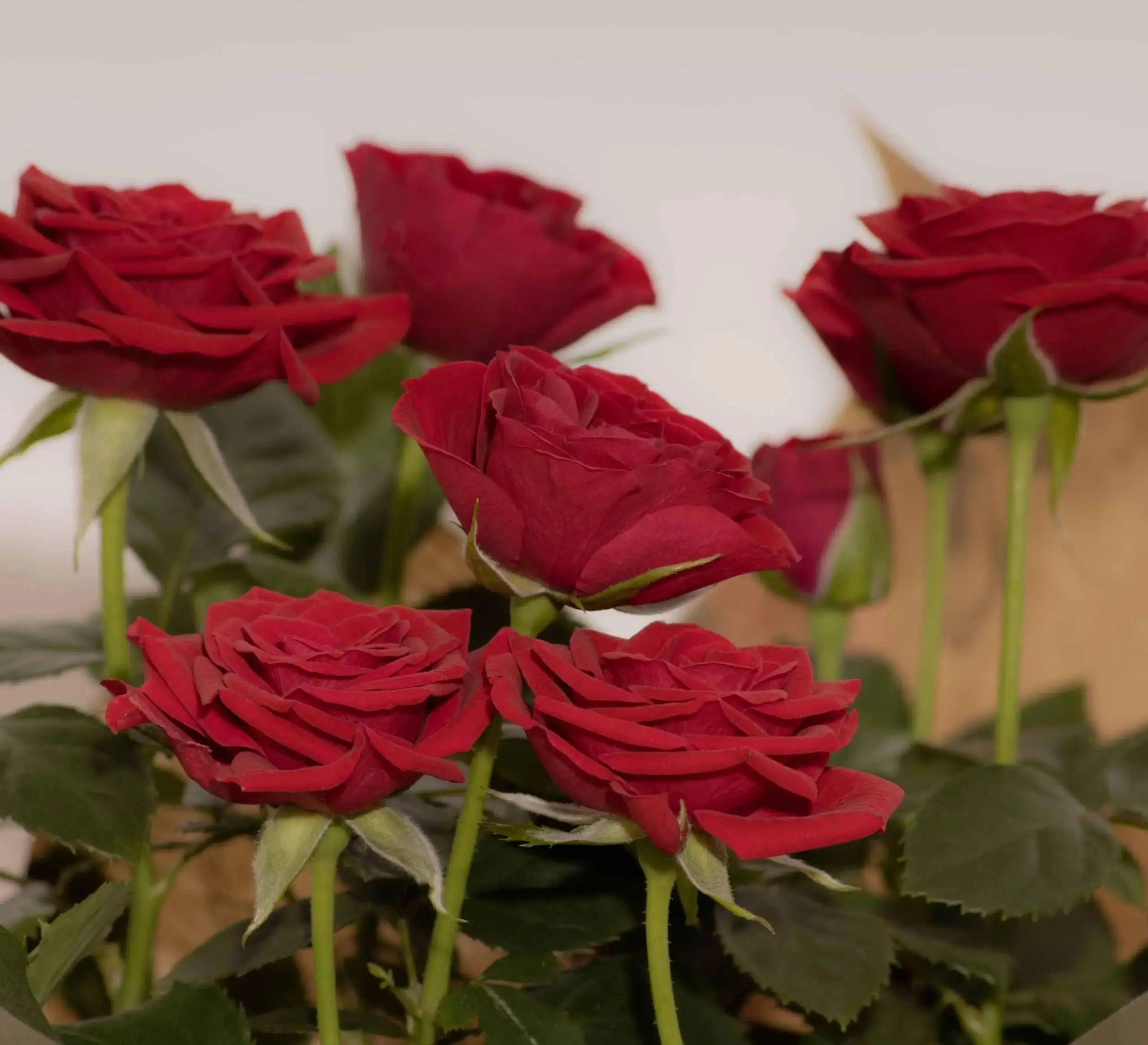 Rosier Rouge – Image 2