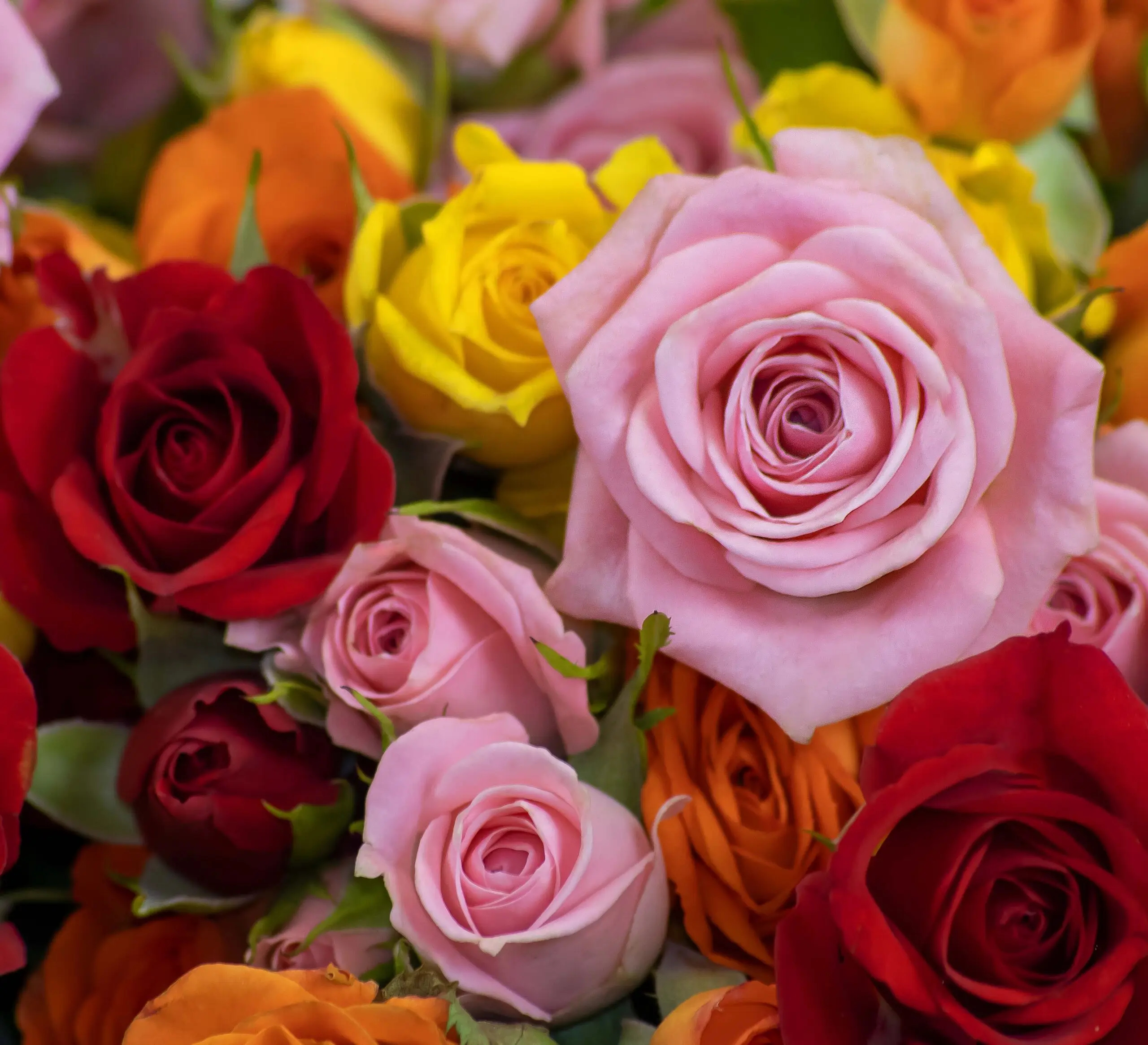 Boule de roses