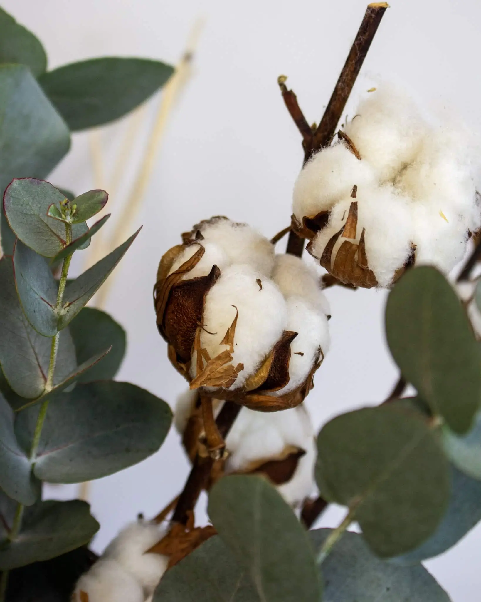 Bouquet Coton naturel et bohème avec eucalyptus séché