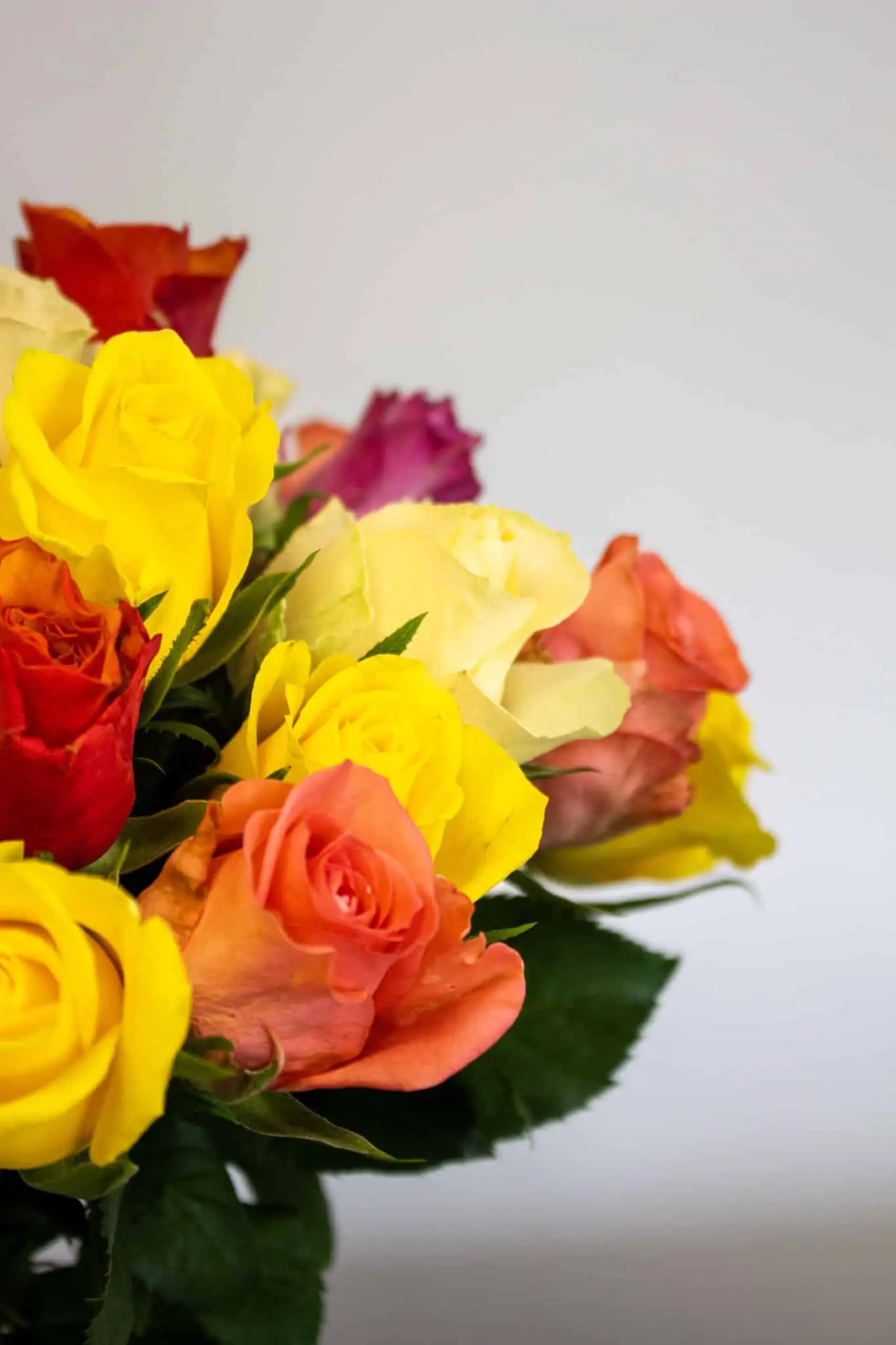 Gros plan sur des roses jaunes, rouges et orange