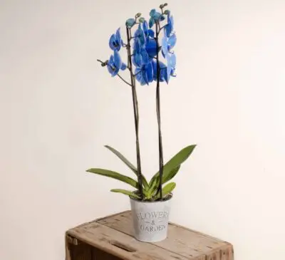 Orchidée bleue Azur en pot à offrir
