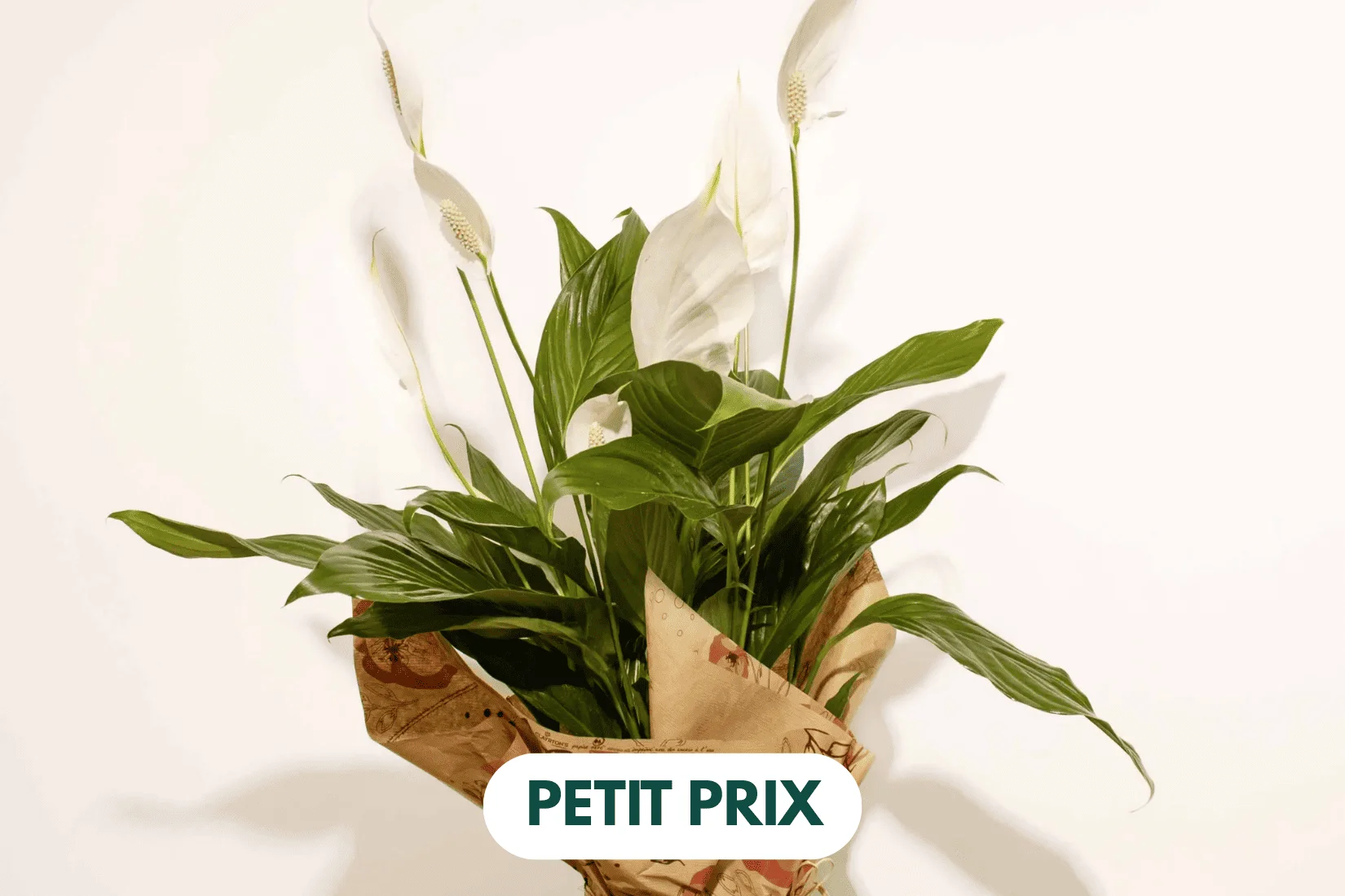 Spathiphyllum fleuri en pot